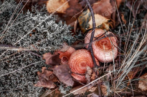 Preview: Closeup shot of small cute wild mushrooms in the forest