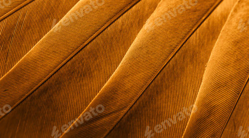 Preview: orange feather pigeon macro photo. texture or background