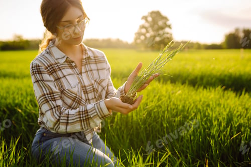 Preview: Woman owner of a wheat farm checks quality of wheat through an application on digital tablet.