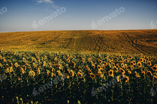 Preview: Beautiful sunflowers in the field natural background, Sunflower blooming.