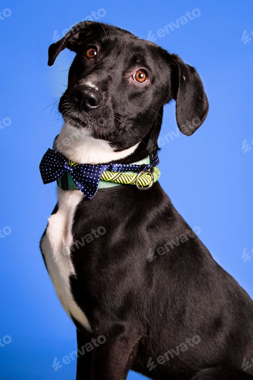 Preview: Portrait of an adorable black and white dog with a bow tie on blue background - dog up for adoption