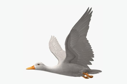 Preview: White Pekin Duck Soaring in Flight