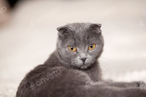 Preview: Beautiful striped gray cat. A domestic cat is lying on the sofa.