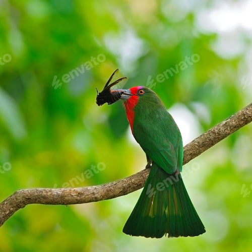 Preview: female Red-bearded Bee-eater