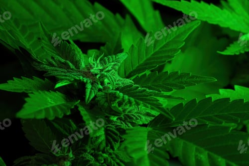 Preview: Harvest, mature cannabis plant with big leaves. Beautiful hemp, making drugs