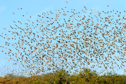 Preview: Flock of red-billed quelea birds flying