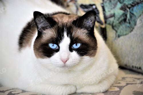 Preview: Ragdoll cat portrait with beautiful blue eyes
