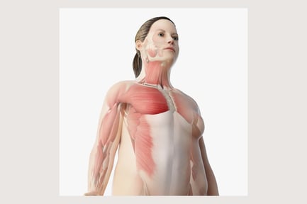 Preview: Obese Female Anatomy: Skin, Muscles & Skeleton