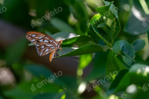 Preview: Closeup of a pale swallowtail perched on a green shrub