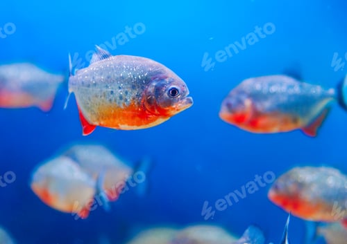Preview: Colorful fish in aquarium