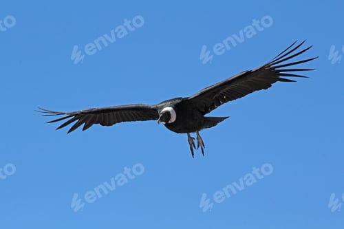 Preview: Condor landing