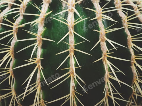 Preview: cactus close up