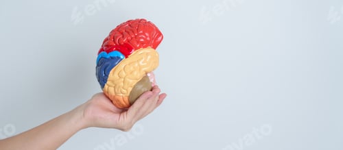 Preview: Woman holding human Brain model. World Brain Tumor day