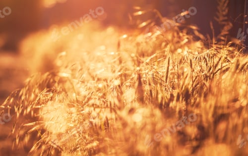 Preview: Summer background, landscape at sunset, grass in backlight