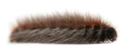 Preview: Caterpillar of Grass Eggar, is a moth, Lasiocampa trifolii, in front of white background