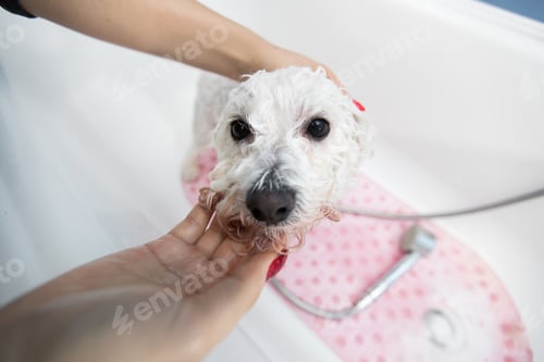 Preview: Close-up of a girl bathing her dog in the bathroom, she pours water on her from the shower. Slow