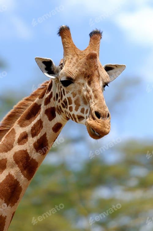 Beautiful Giraffe Portrait with Spotted Pattern, Up Close