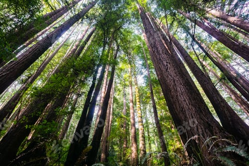 Preview: Redwood forest