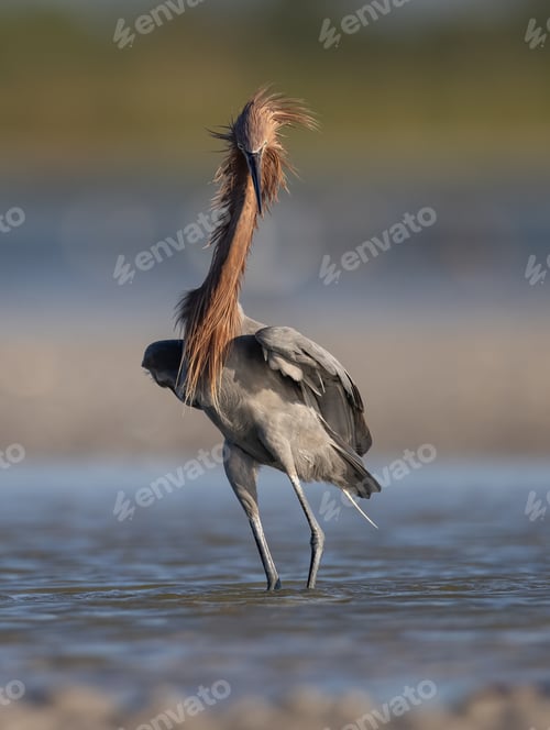 Preview: Reddish Egret in Florida