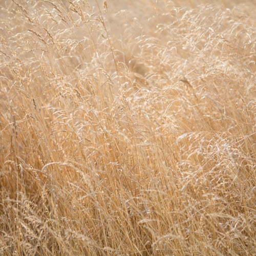 Preview: Close up of tall, summer grass in meadow, King County, Seattle, Washington.