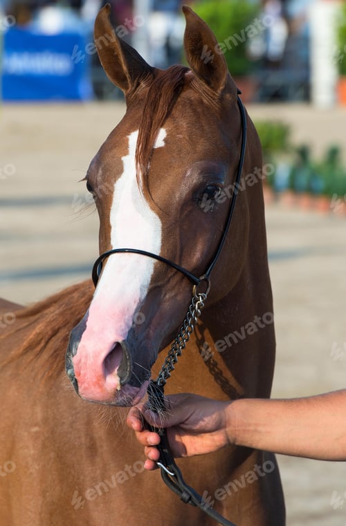 Preview: arabian, horse, mare, stallion, riding