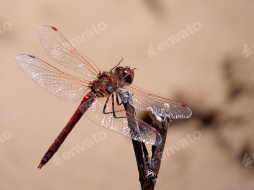 Preview: Selective focus shot of a dragonfly perched atop a green stem