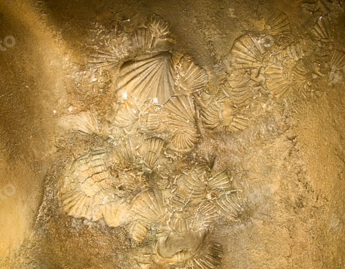 Preview: Shell sediment abstract