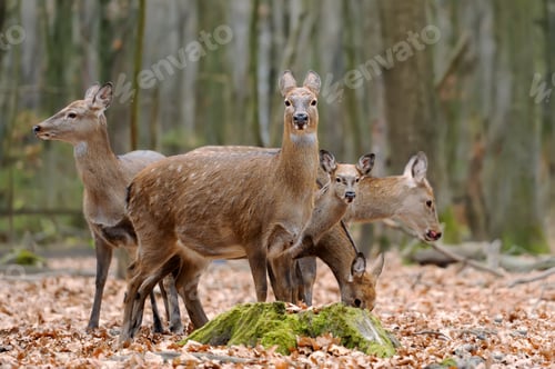 Preview: Deer in forest
