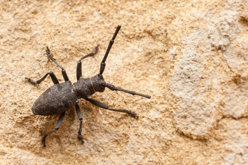 Preview: Black cerambyx insect