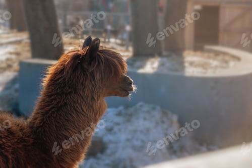 Preview: beautiful brown llama in the zoo