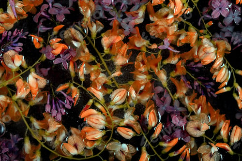 Preview: Fresh Flowers Frozen In Ice