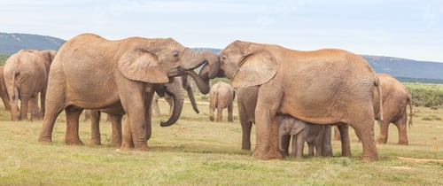 Preview: Elephants Greeting One Another