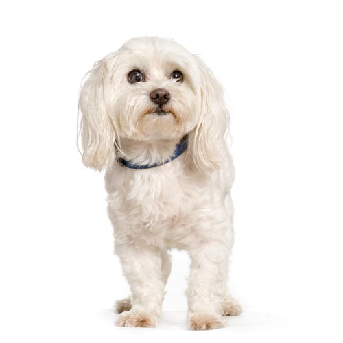 Preview: bichon maltais