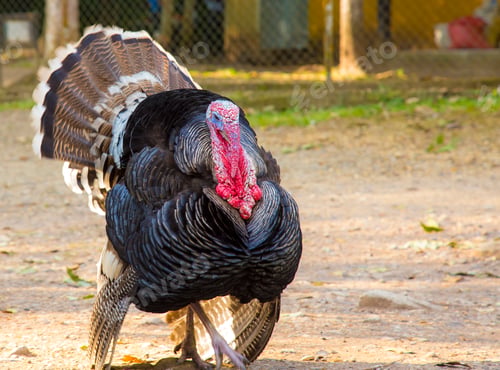 Preview: A turkey in The temples of Copan Ruinas. Honduras