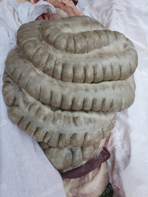 Preview: Vertical shot of the intestines of an excised animal