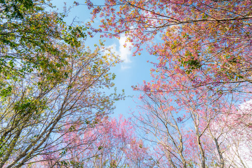 Preview: Pink cherry blossom Garden