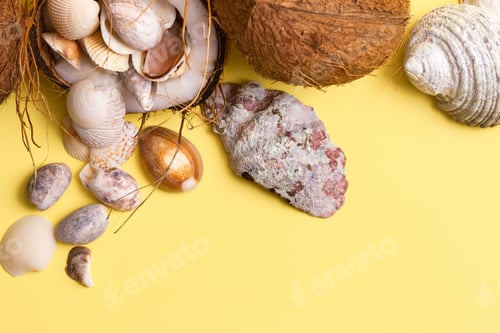 Preview: coconuts and shells on a yellow background .Marine theme