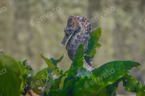 Preview: Slender Seahorse (Hippocampus reidi) or Longsnout Seahorse