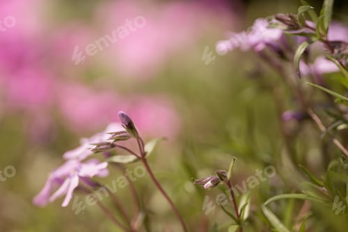 Vorschau: Phlox-Blumen-Frühlingshintergrund