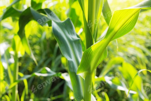 Preview: Corn leaves on tree