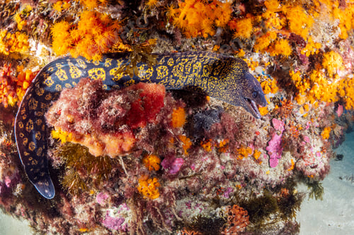 Preview: wild moray swimming near reef with colorful coral