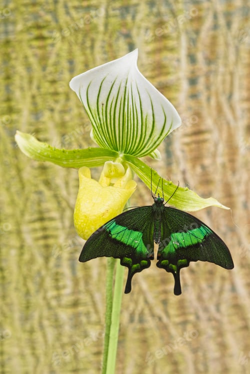 Preview: Close up of tropical butterfly