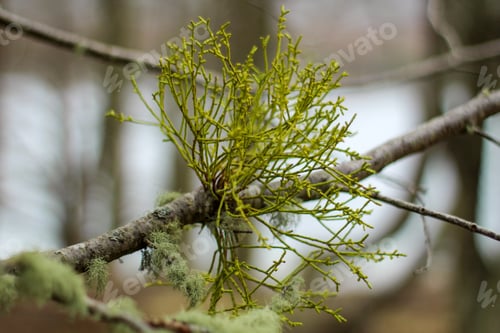 Preview: Closeup shot of green stems on a tree branch
