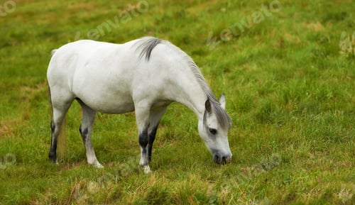 Preview: Equine beauty in the green pasture