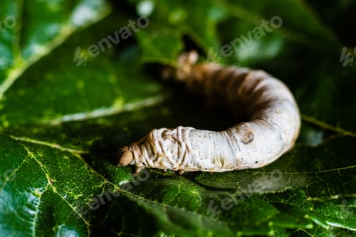 Preview: A Bombyx mori alone, silkworm, on green mulberry leaves, the only tree from which it can feed.