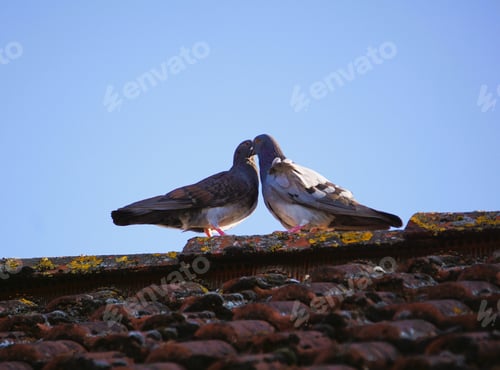 Preview: two pigeons are standing together on top of a roof looking over their heads