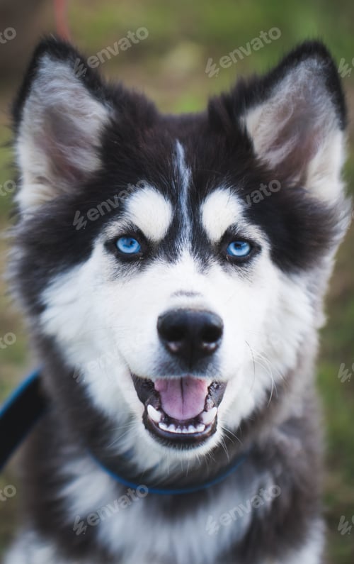 Preview: Husky dog portrait close up