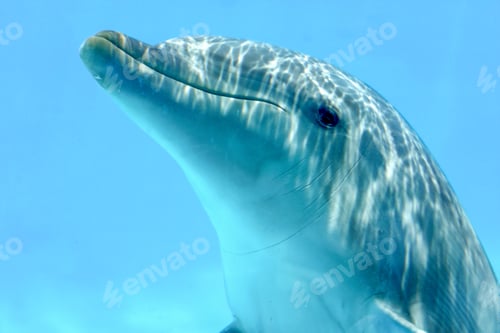 Preview: Dolphin Underwater