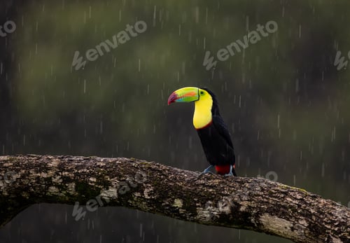 Preview: Toucan in Costa Rica