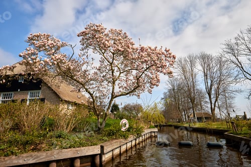 Preview: A magnolia tree along the water channel